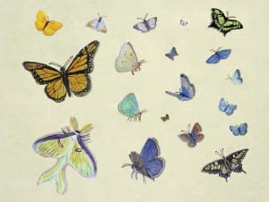 Repurpose or reuse with Casart Butterfly Mural Composite temporary wallpaper on casartblog