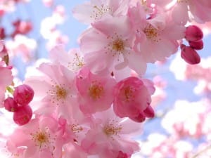 Cherry Blossom on Photobucket, as seen on Slipcovers for your walls, casartblog