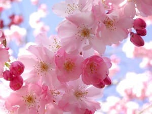 Cherry Blossom on Photobucket