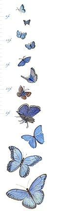 Casart-coverings_Butterfly_GrowthChart_casartblog