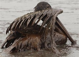 Multitasking to clean pelican from Gulf oil spill on casartblog