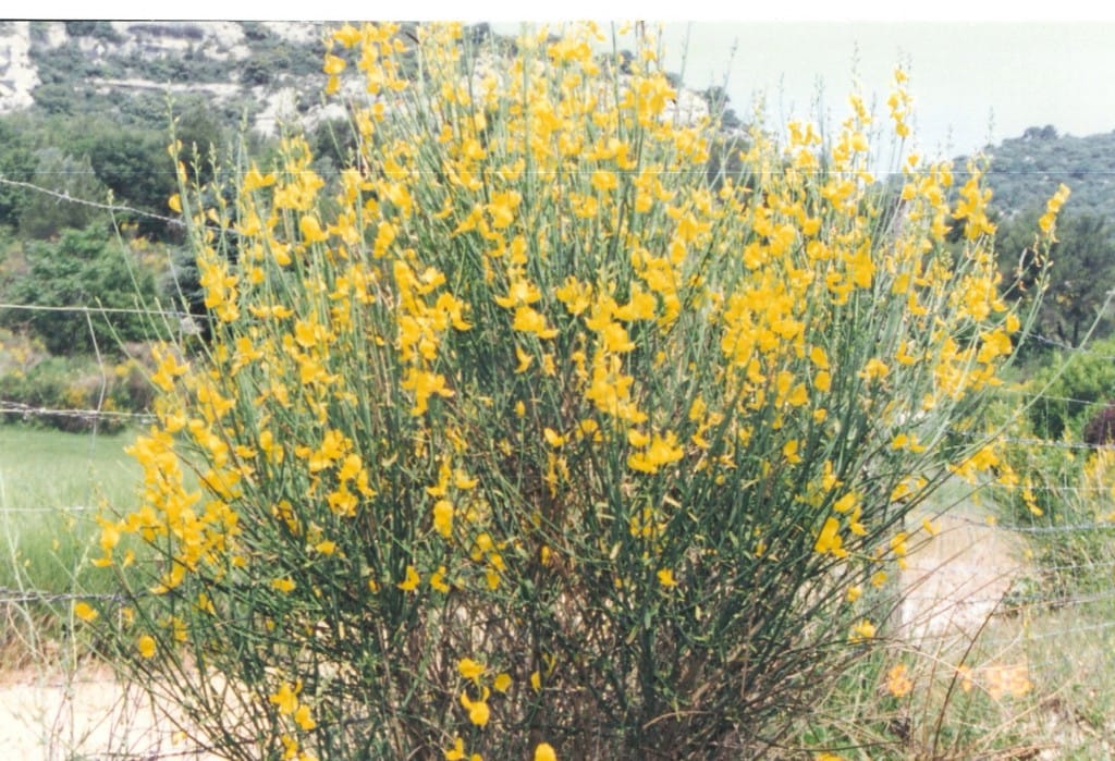 Thinking of Provence is one thing that leads to another yellow scotch broom on casartblog