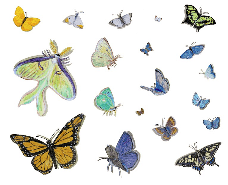 Casar Coverings Butterfly Composite temporary wallpaper on casartblog