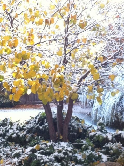 First snow of the season_casartblog