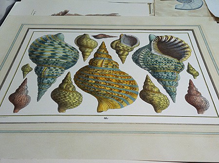 Lo Forti Fine Prints_Seba shells1_casartblog Lo Forti Fine Prints_Seba shells1_casartblog, as seen on Slipcovers for your walls