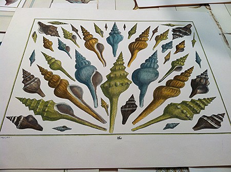 Lo Forti Fine Prints_Seba shells2_casartblog Lo Forti Fine Prints_Seba shells2_casartblog, as seen on Slipcovers for your walls