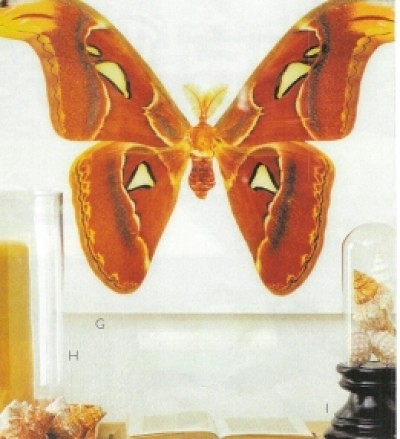 Butterfly print-Wisteria catalog_casartblog