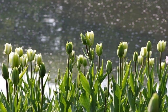 Green is Sprouting Tulips. Photo by Arcaion via Pixabay on casartblog