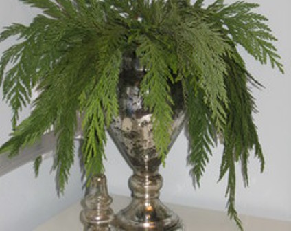 ferns are cooling when it's still hot on casarblog