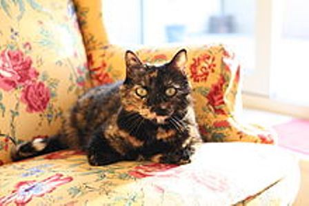 Short haired tortoiseshell cat