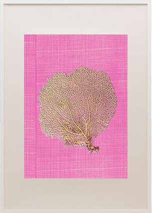 Sea fan frame_Drysdale-Lipstick Plus pink_casartblog