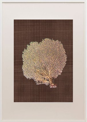 Sea fan frame_fall2_casartblog