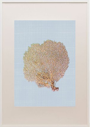 Sea fan frame_spring2_casartblog