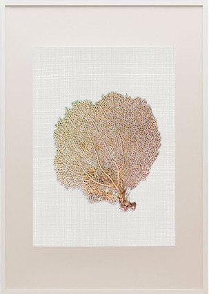 Sea fan frame_winter1_casartblog