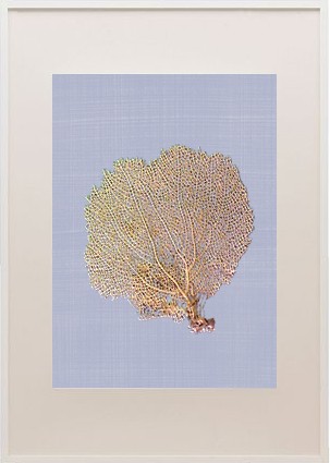 Sea fan frame_winter3_casartblog