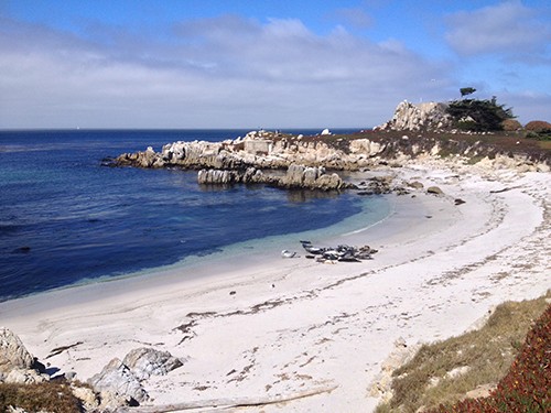 Monterey beach with seals in a cluster get their groove on via casartblog