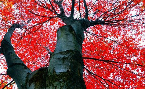 Autumn in Ann Arbor_via isf21: BudgetTravel, on Slipcovers for your walls, casartblog