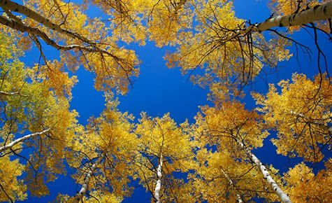 Fall Aspens via Paul Hurd Budget Travel