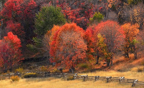Fall color via Paul Hurd Budget Travel on Slipcovers for your walls, casartblog