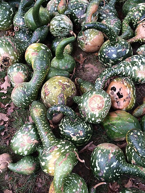 Green Gourds on Casart coverings Slipcovers for your walls, casartblog