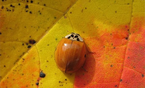 Ladybug via rbouch8828 Budget Travel on Slipcovers for your walls, casartblog