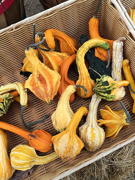 Odd Shaped Gourds on Casart coverings Slipcovers for your walls, casartblog