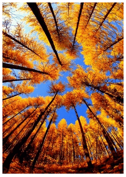 Autumn via purple leaves 1 on casartblog