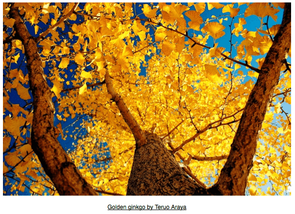 Autumn via purple leaves 2 on casartblog