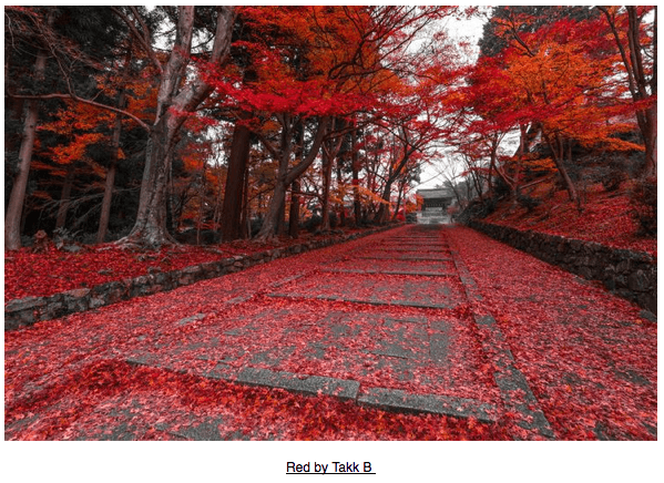 Autumn via purple leaves 3 on casartblog