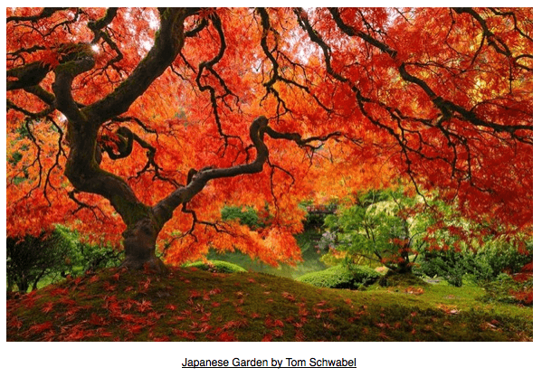 Autumn via purple leaves 4 on casartblog