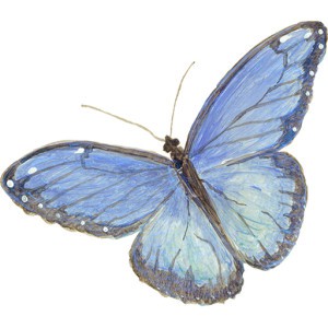 Casart Single Blue Butterfly_Slipcovers for your walls, casartblog