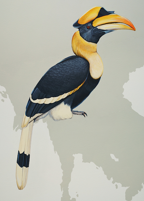 Great Hornbill_casarblog