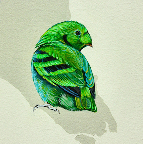 Detail Broadbill bird_casartblog