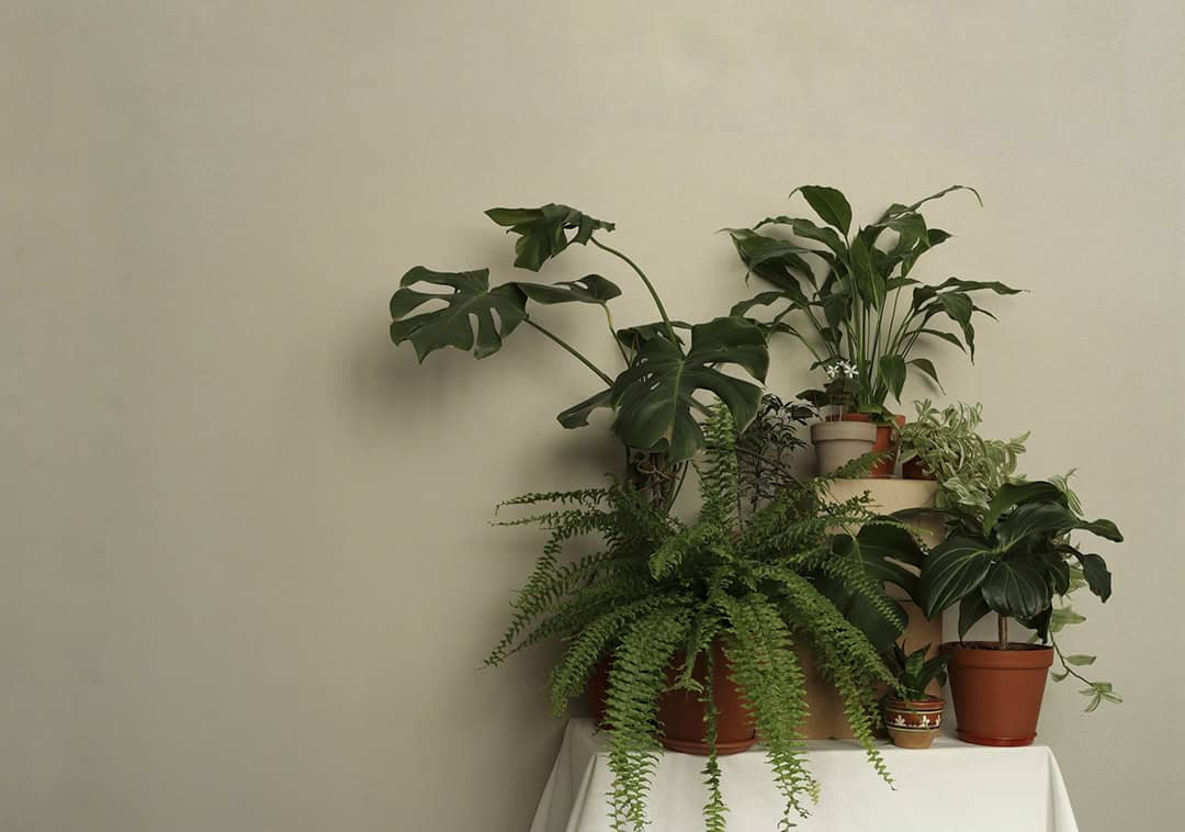 Plant Photo by Frida-Flowers Xtradry_via unsplash_casartblog