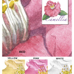Casart Camellia Sample for removable wallpaper and decor