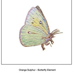 Casart_Orange Sulpher Butterfly Detail_4x