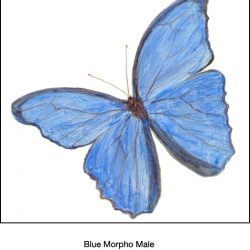 Casart_Blue Morpho Male Butterfly Detail 2x
