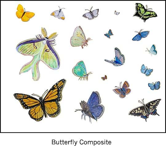 Casart_Butterfly Composite Sheet Detail_1x