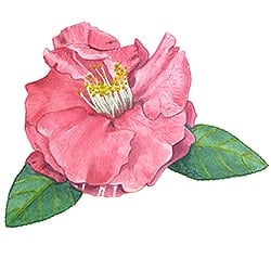 Casart Red Camellia 1