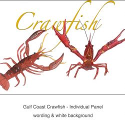 CasartCrawfish reusable wallpaper art mural white & wording - Gulf Coast Design_3x