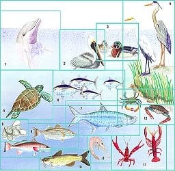 Casart coverings Custom Mural – Gulf Coast Design