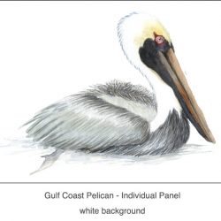 Casart_Gulf Coast Pelican white_1x