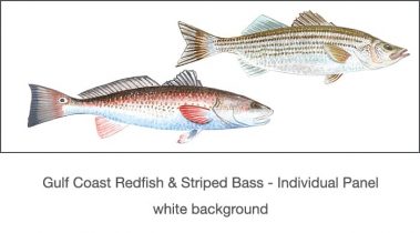 Casart_Gulf Coast Redfish_Bass white_1x