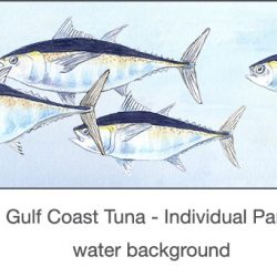 Casart_Gulf Coast Tuna water_2x
